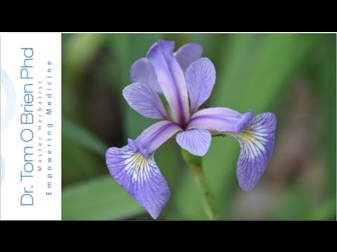 Skullcap health benefits Video