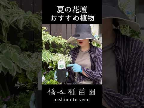 家の前の花壇: あなたの敷地の前に花を咲かせるための私たちのアイデアのすべて  庭園