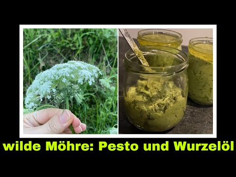 Karottenkraut Pesto aus Wilder Möhre selber machen | Selbstversorgung: Wildkräuter
