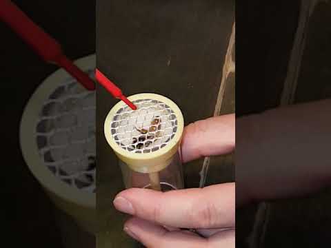 Märkning av drottning i märkbur.