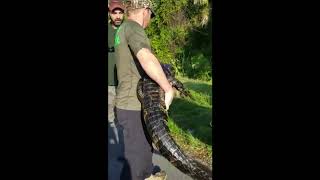 Alligator Discovered in Boca Raton Family's Swimming pool