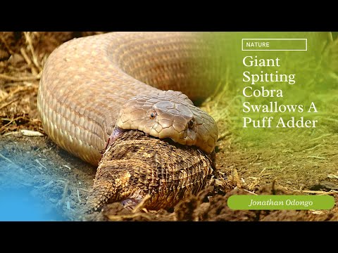 Giant Spitting Cobra Swallowing a Puff Adder | Lewa Wildlife Conservancy, Kenya