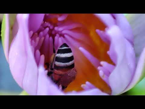 Xiaomi POCO F2 pro Super macro videos.