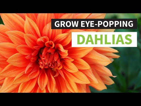 , title : 'How to Plant Dahlia Tubers | Tips, Guides and Tools | Learn How to Grow Eye Popping Dahlias'