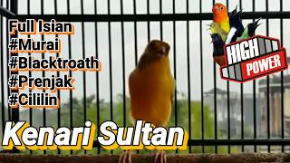 Download lagu Kenari Isian Full Masteran Terbaru mp3