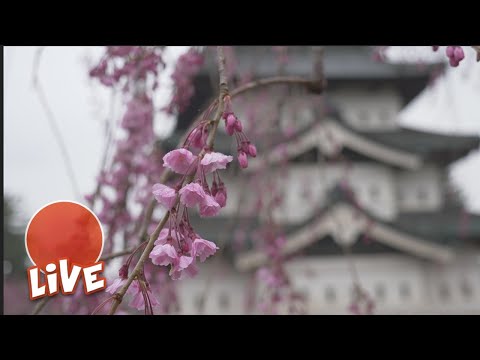 弘前城櫻花祭☆LIVE #16 (Hirosaki Castle Sakura Festival ☆ LIVE #16)