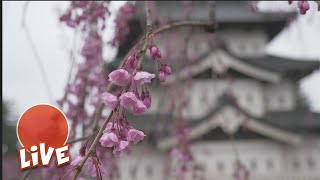 Hirosaki Castle Sakura Festival ☆ LIVE #16