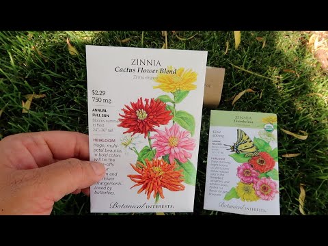 image-How much do you water zinnia seeds?