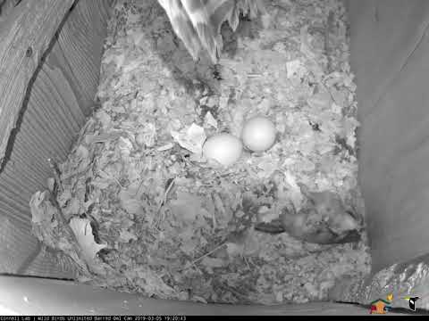 Incubation Break for Female Barred Owl, March 5, 2019 | Cornell Lab