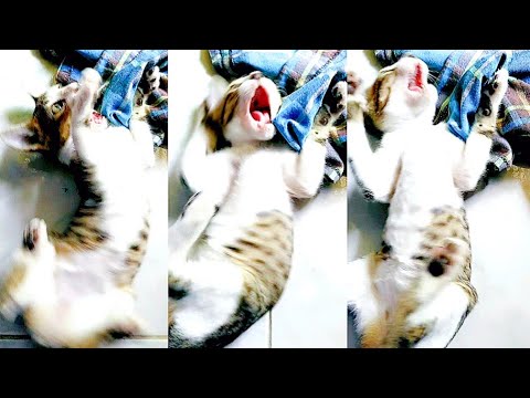 I THOUGHT My Cat was CRAZY... UNTIL I Discovered THIS! ...