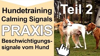 Calming signals - PRAXIS Beschwichtigungssignale vom Hund erkennen
