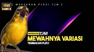 Download lagu 🔴 LIVE Masteran Pleci Terbaru Materi Tembakan Variasi !!! mp3