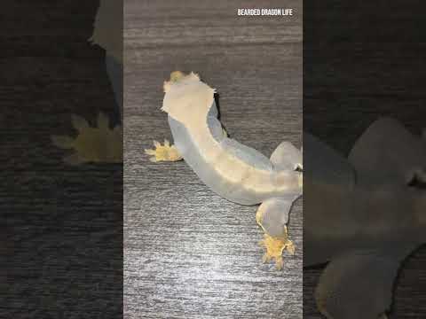 The Easiest Way to Help a Gecko Shed Its Old Skin #shedding #reptiles #lizard #gecko