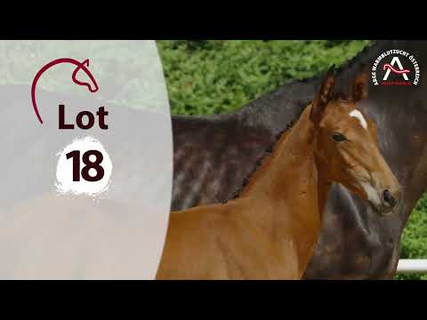 ⭐www.fohlenauktion.at⭐ Nr 18 Lomitas