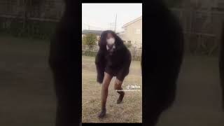 黒タイツなやつ #tiktok