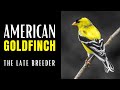 AMERICAN GOLDFINCH | The Late Breeder