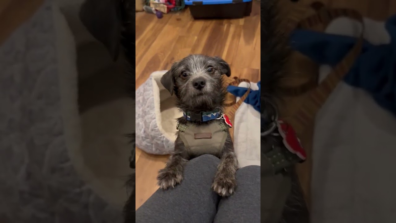 Bamboo, a ADOPTABLE mixed breed in Boulder, CO video 2/6