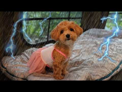 비 내리는 아름다운 산 속에서 강아지와 우중 캠핑ㅣ빗소리 ASMR☔