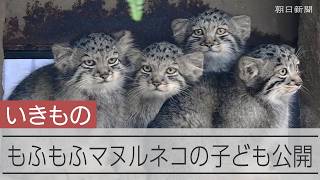 マヌルネコの子ども5匹がお目見え　神戸どうぶつ王国、名前も決まる
