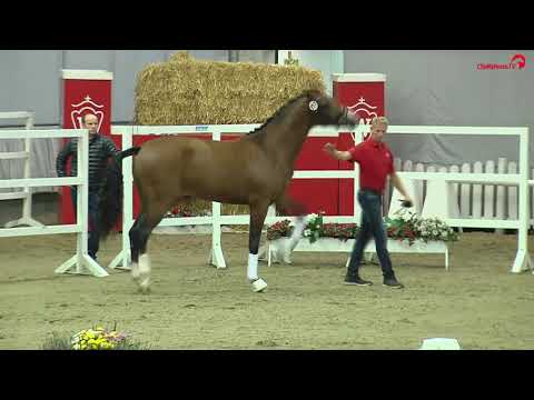 Prämienhengst von Franziskus x Rock Forever