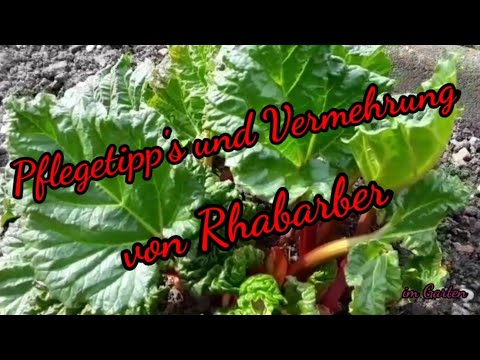 Rhabarber Pflegetipps und Vermehrung, nur so bekommst du große Stangen. Im Garten