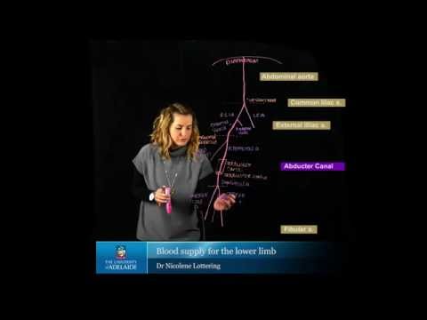 Blood Supply of the Lower Limb