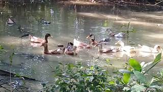 preview picture of video 'A flock of ducks at the countryside'