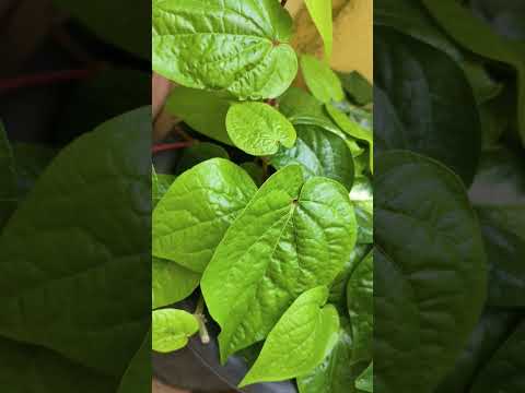 🎶 Varaha Roopam | Kantara BGM Magic 🔥