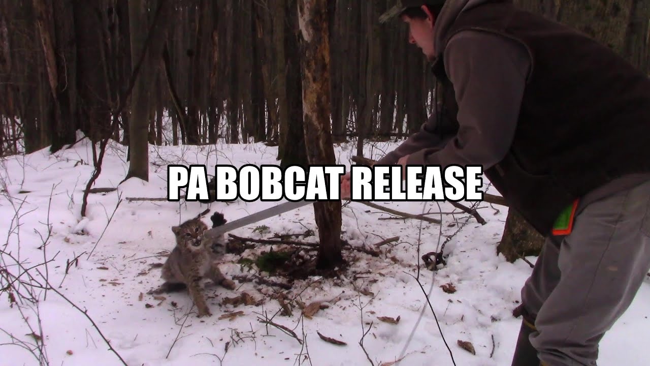 Angry Bobcat Released from foothold trap!