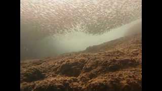 preview picture of video 'Huge School Of Fish in Manzanillo Mexico - Aquatic Sports and Adventures'