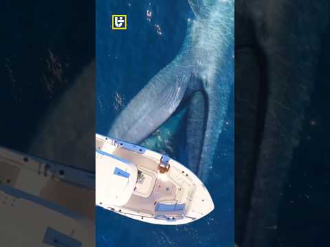 Giant Humpback Whale Almost Sinks Ship in the Middle of the Sea #animals #yearofyou #fishing #whale
