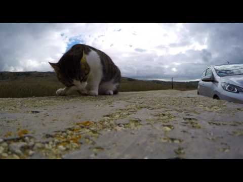 cats eating moraine at ramla bay, Malta  shot with GoPro Hero 4 Black Edition in 4k