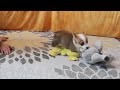 Welsh Corgi Pembroke dogs for sale: Sophie OFA Parents - Video 2