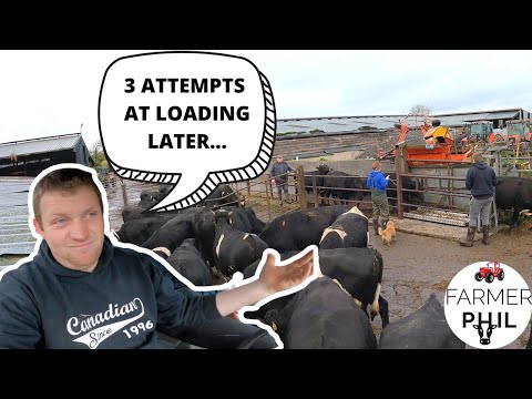 IT'S NEVER STRAIGHT FORWARD! BRINGING HOME MORE CATTLE