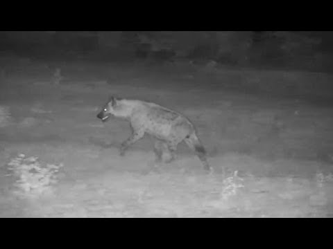 Djuma: Lone Hyena walks through - 00:35 - 12/31/19