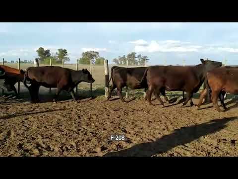 Lote 30 Vacas preñadas en Saladillo, Buenos Aires