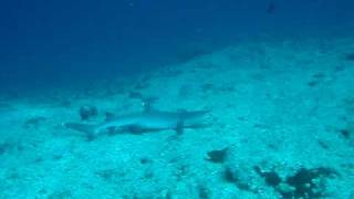 Shark in New Caledonia