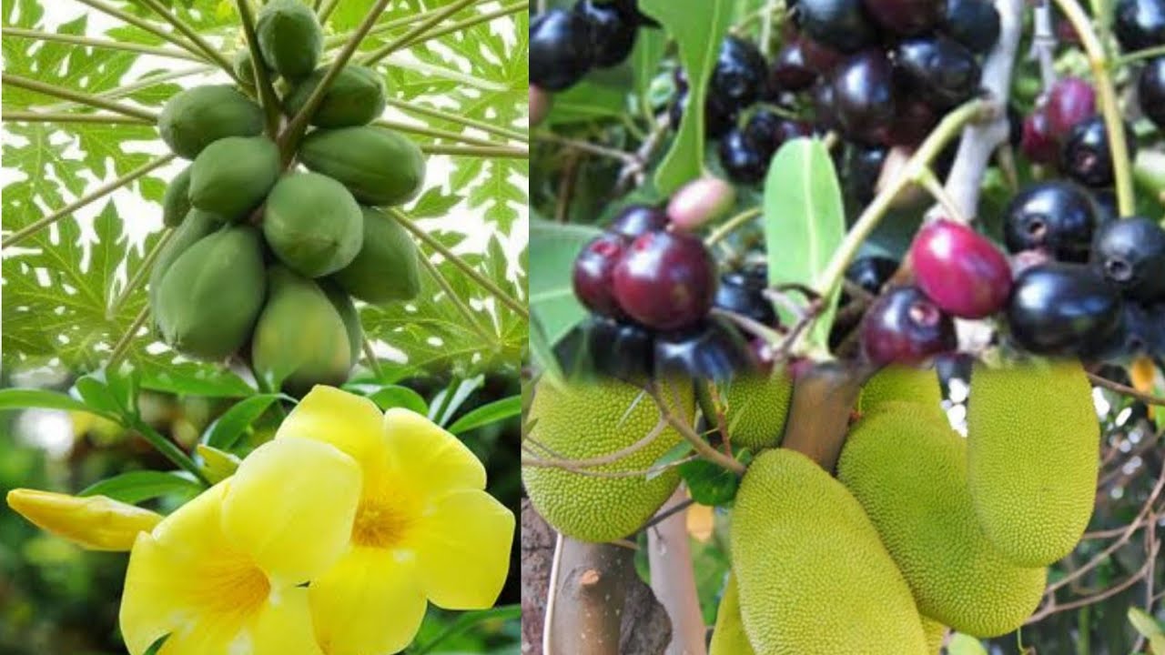 PINAKA MALAS NA PUNO SA HARAP NG BAHAY TOTOO BA ITO-APPLE PAGUIO7