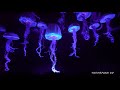 4K The Seas With Nemo And Friends Extreme Low Light POV At Epcot