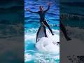 Dolphin Show Cute Dolphin In Swiming Pool Shorts Short