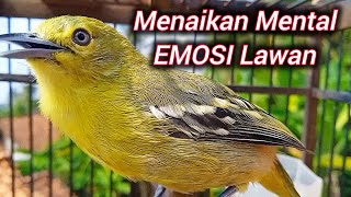 Download lagu SIRTU GACOR PANDAI MENAIKAN MEMTAL EMOSI LAWAN - BIKIN SEMUA SIRTU/CIPOW CIPOH GACOR NYAUT mp3 Download lagu SIRTU GACOR PANDAI MENAIKAN MEMTAL EMOSI LAWAN - BIKIN SEMUA SIRTU/CIPOW CIPOH GACOR NYAUT mp3