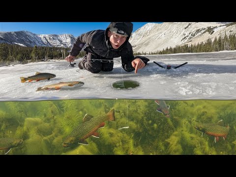 Sight Fishing Trout UNDERWATER in Mountain Lake! (First Ice)