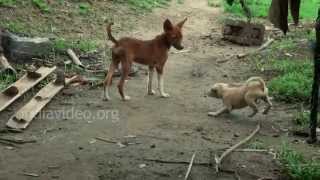 Village scenes of Mayabunder