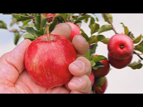 Herzliche Mitteilung eines Apfels über die Erlebnisse auf seinem Mutterbaum - Liebetröpfchen