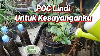 Download lagu Jumat Berkah Untuk Tanamanku, Cara Membuat, Panen Dan Aplikasi POC Lindi mp3 Download lagu Jumat Berkah Untuk Tanamanku, Cara Membuat, Panen Dan Aplikasi POC Lindi mp3