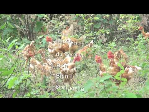 download lagu mp3 mp4 Gallinas Sasso, download lagu Gallinas Sasso gratis, unduh video klip Gallinas Sasso