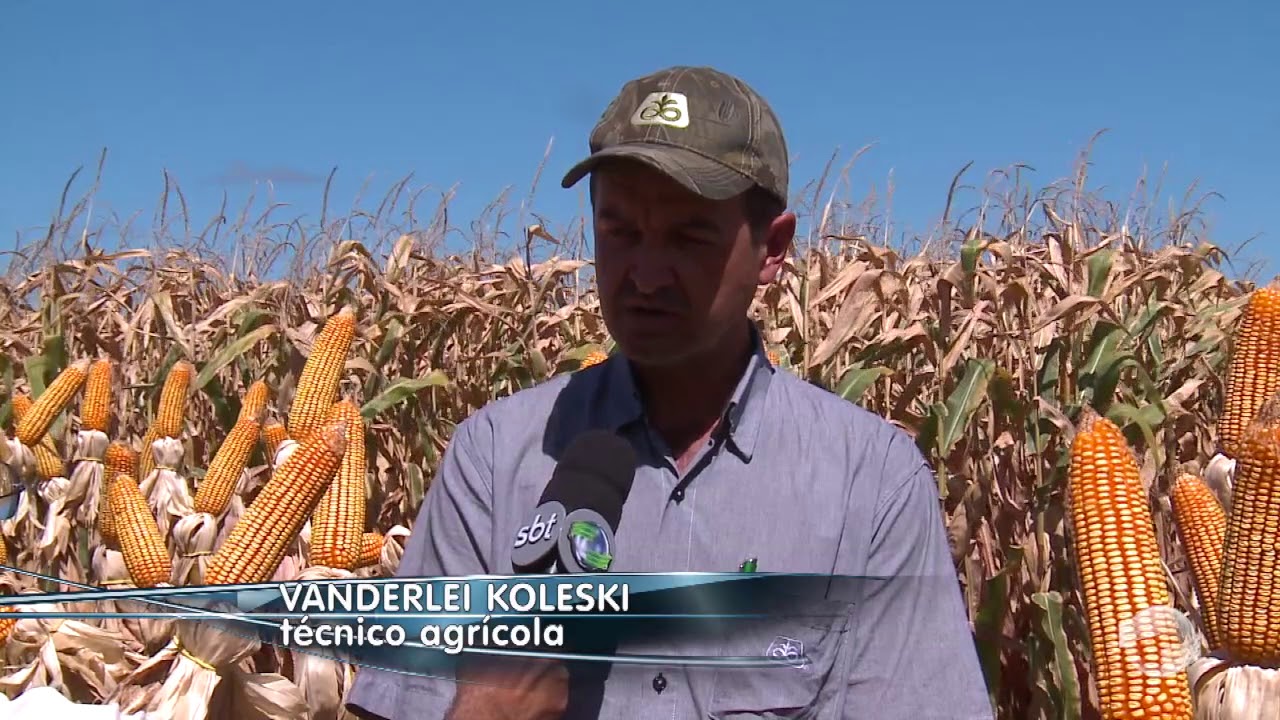 Veja a colheita da maior safra de grãos do Piauí