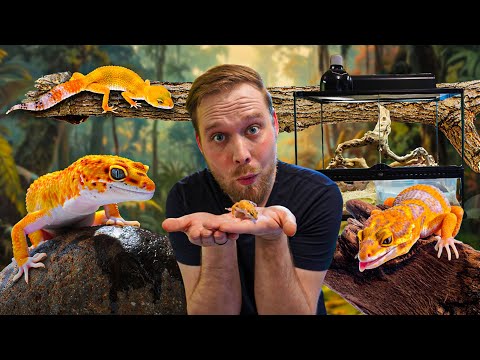 Un terrarium DEBUTANT parfait pour GECKO LEOPARD ! Trucs & Astuces [ ANI' MOOD ]