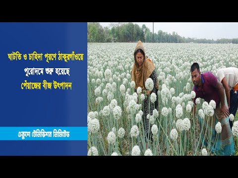 ঘাটতি ও চাহিদা পূরণে ঠাকুরগাঁওয়ে পুরোদমে শুরু হয়েছে পেঁয়াজের বীজ উৎপাদন | ETV News