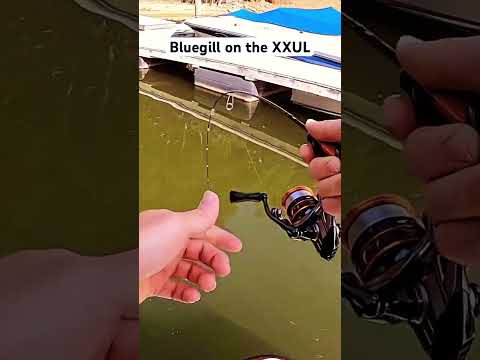 XXUL Daiwa Rod #ultralightfishing #panfish #bluegillfishing #bluegill